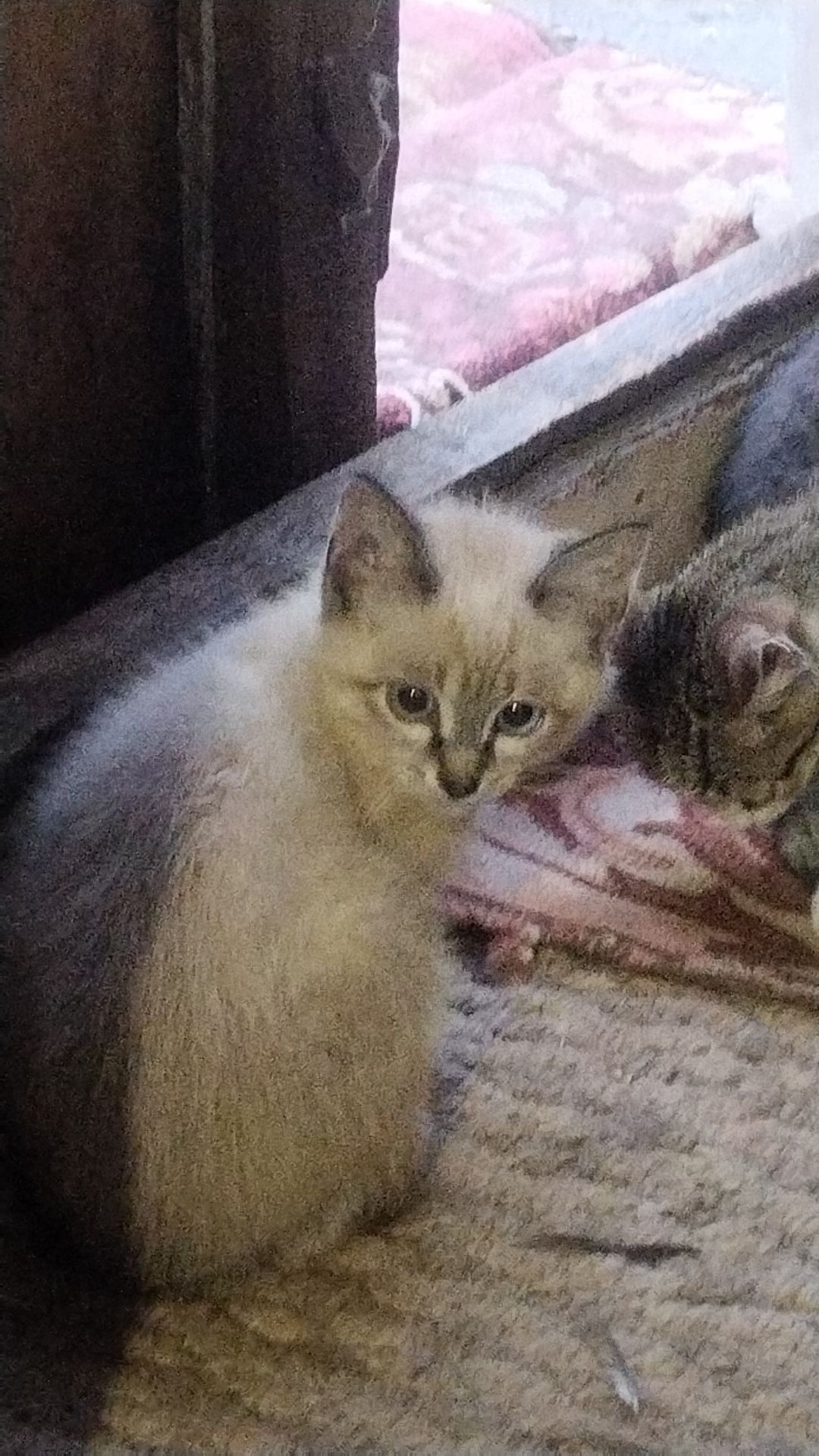 Котята ищут дом!!!