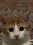В добрые руки Котика