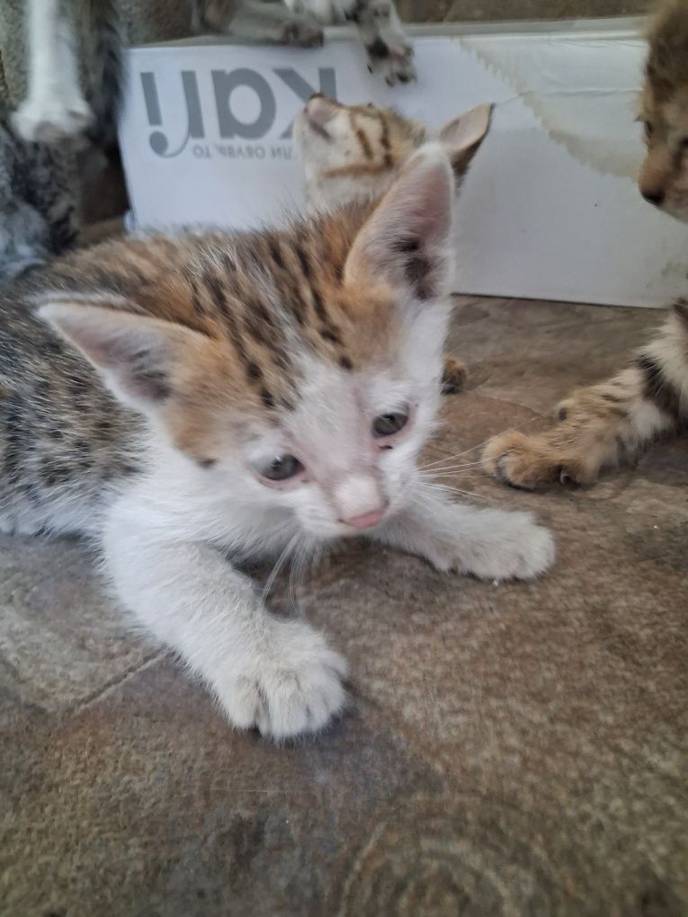Отдам котят бесплатно