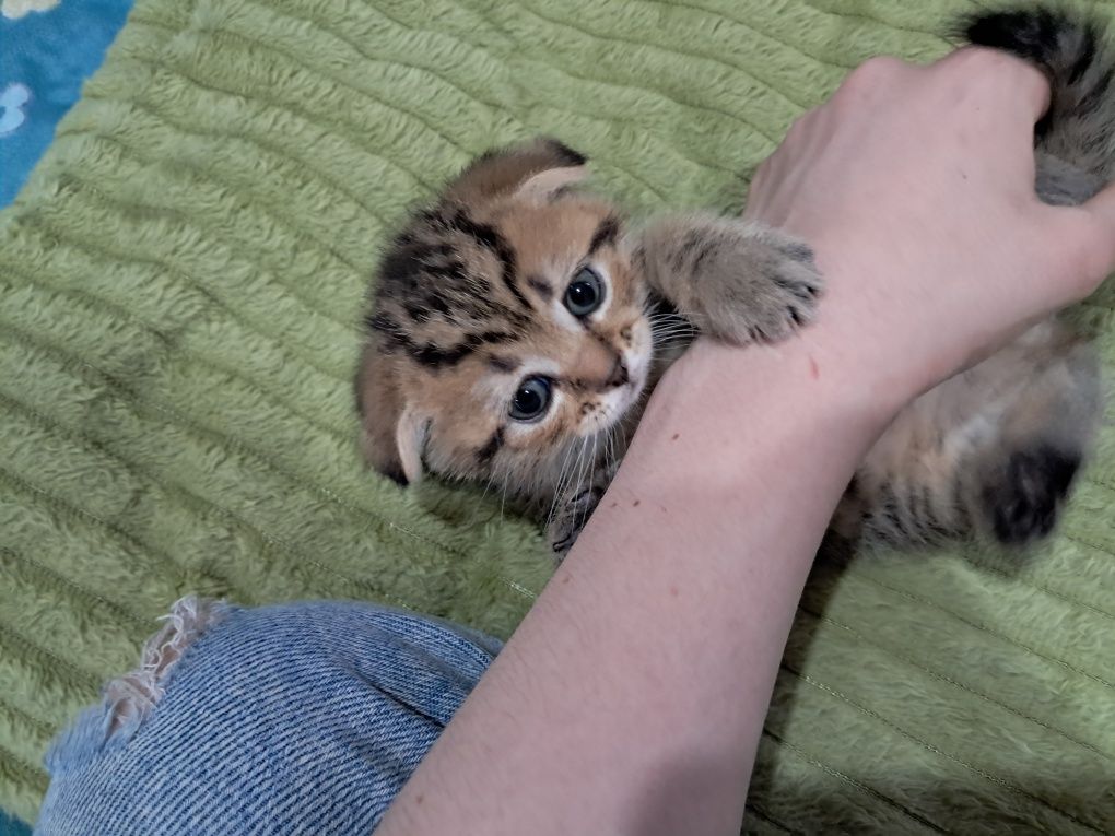 Продам вислоухих котят! Кушают уже сами, приучены к лотку