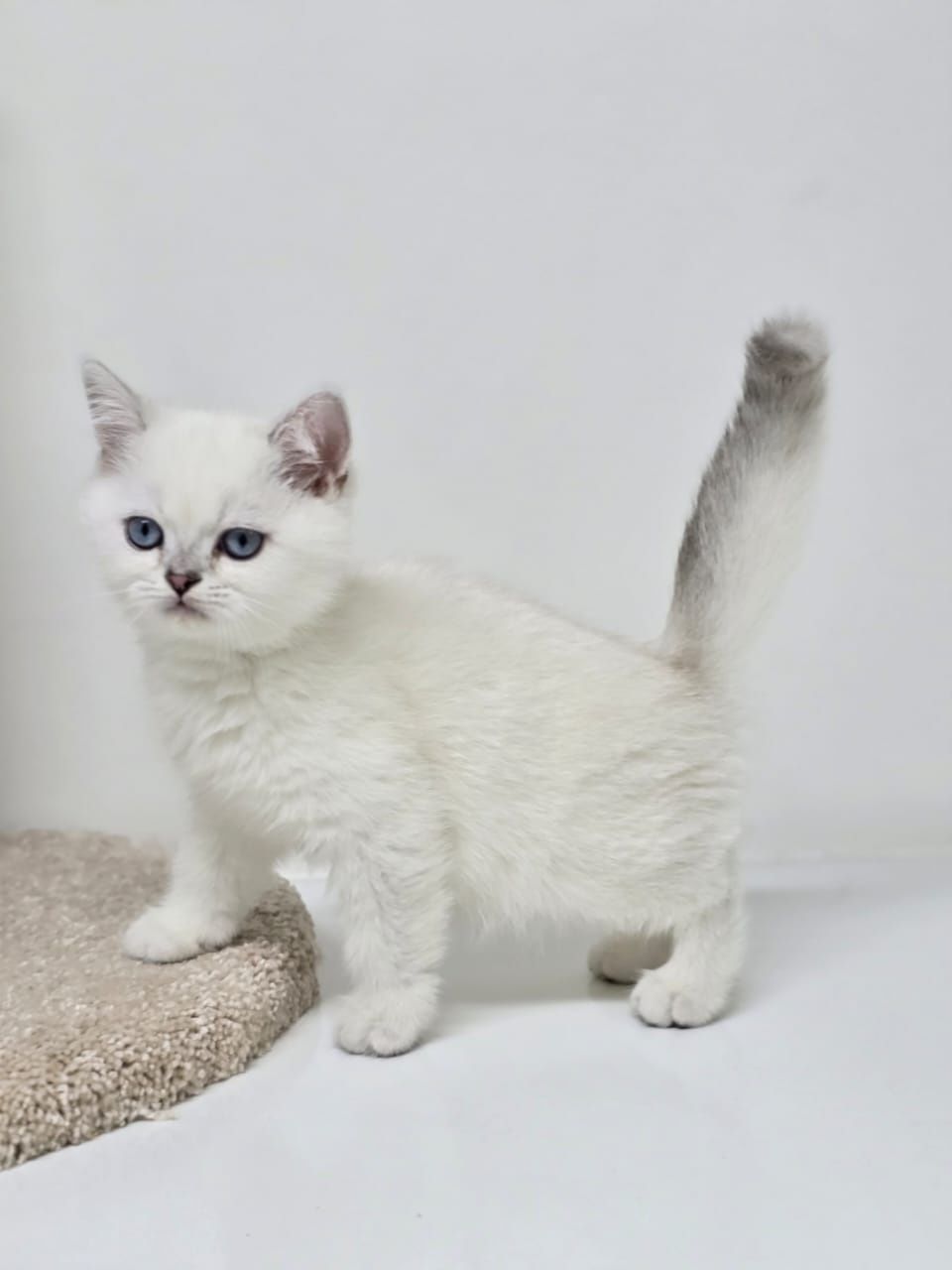 кОтЯта БриТанСкиЕ
