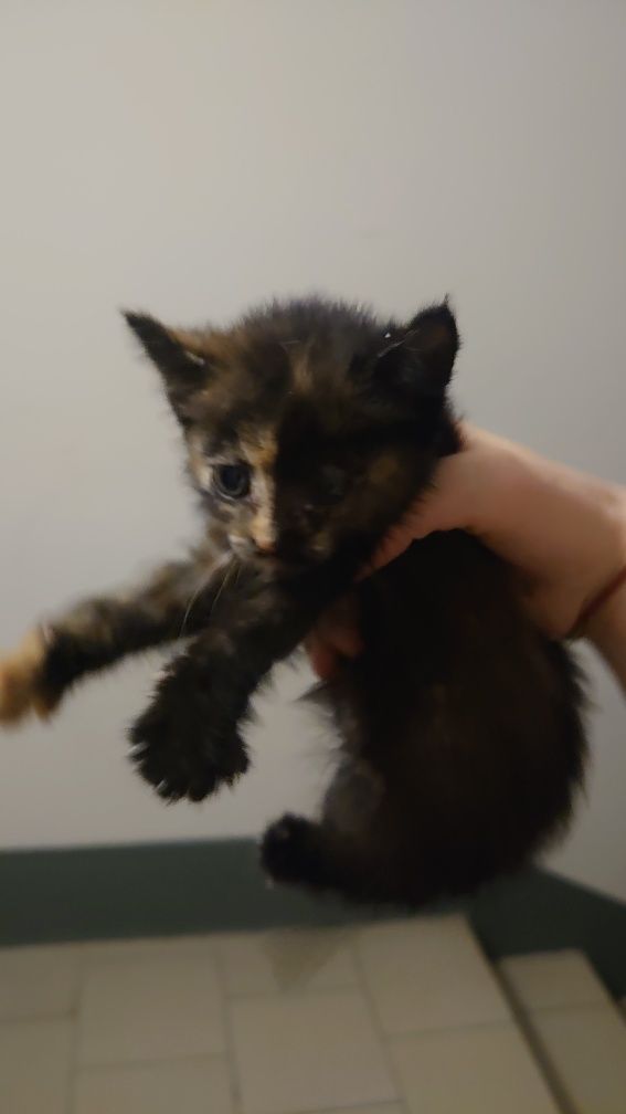 Котик оддам в добрые руки