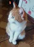Кошечка в добрые руки