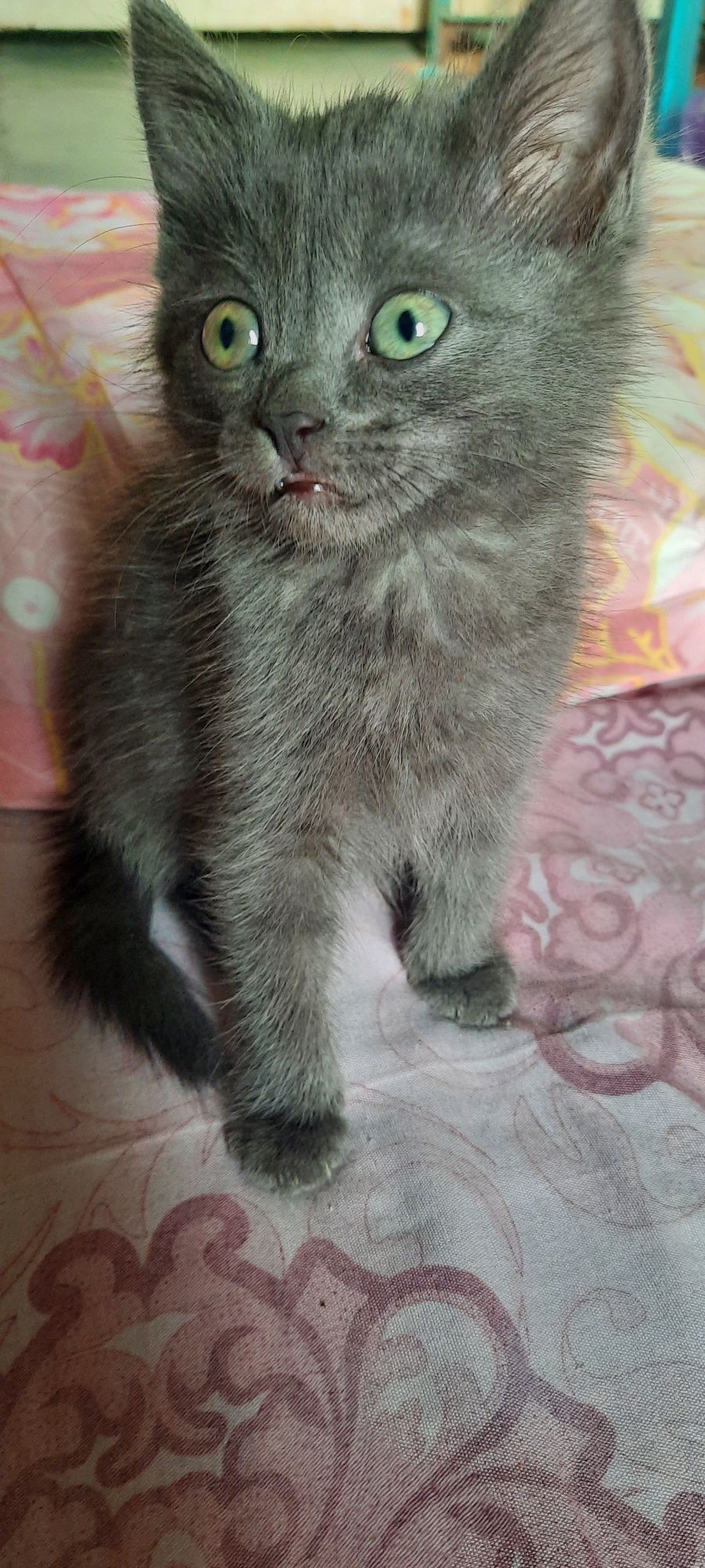 Отдам в добрые руки кошечку