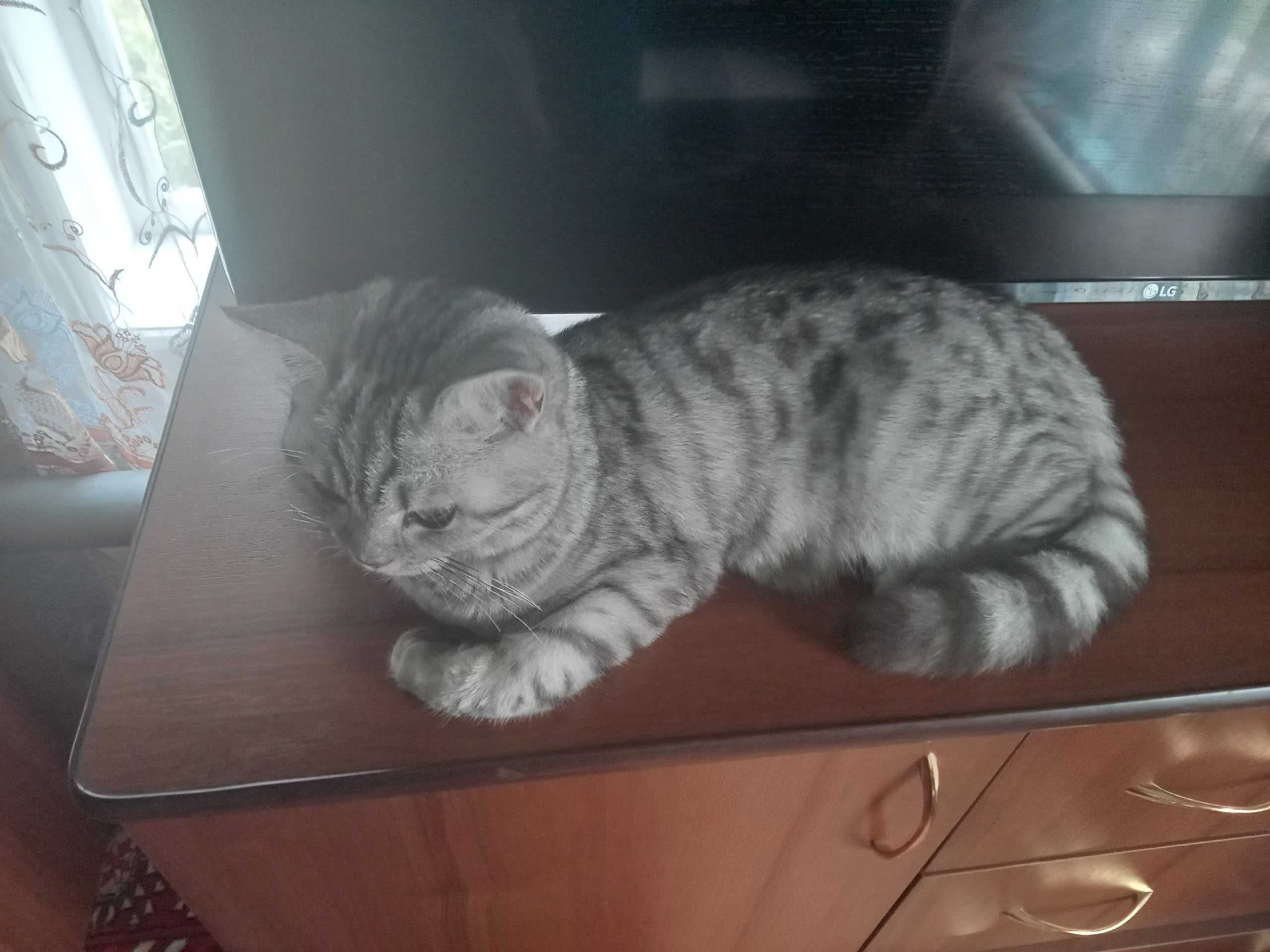 Отдам кошку в хорошие руки