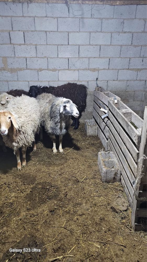 Продам барашков, кошкарик и матки