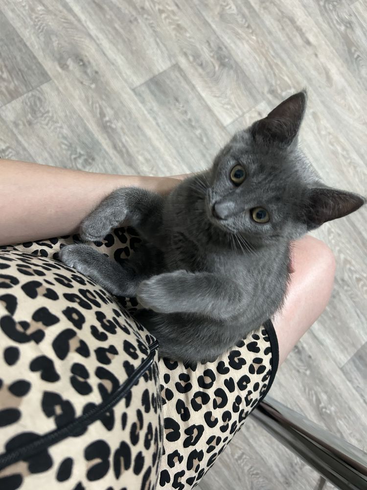 Ищем новый дом для котенка