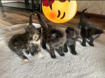 Отдам котят в хорошие руки