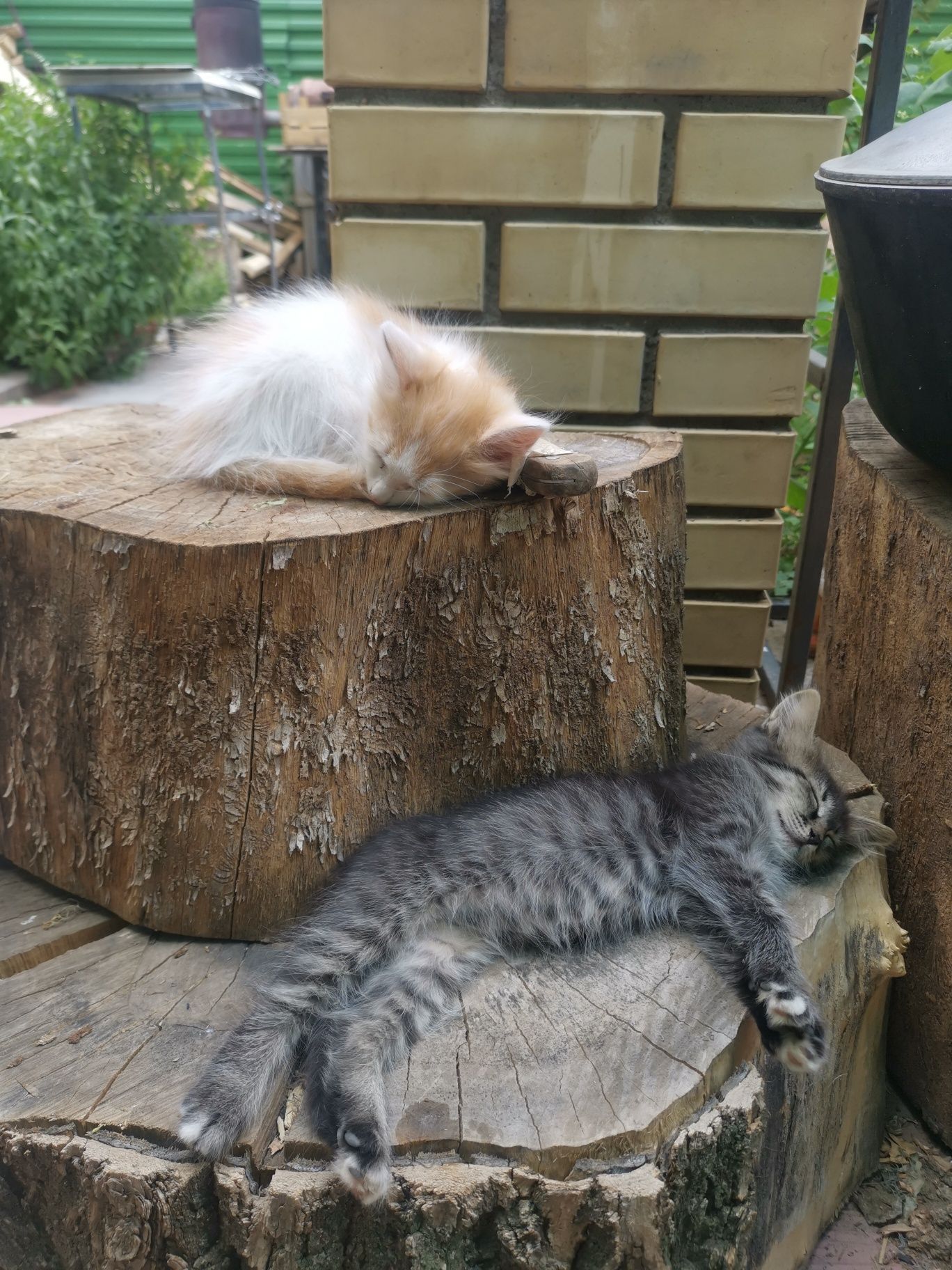 Отдам котят в хорошие руки. Не пройди мимо своего верного друга
