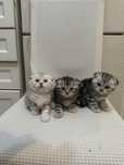 Шикарные Котята!