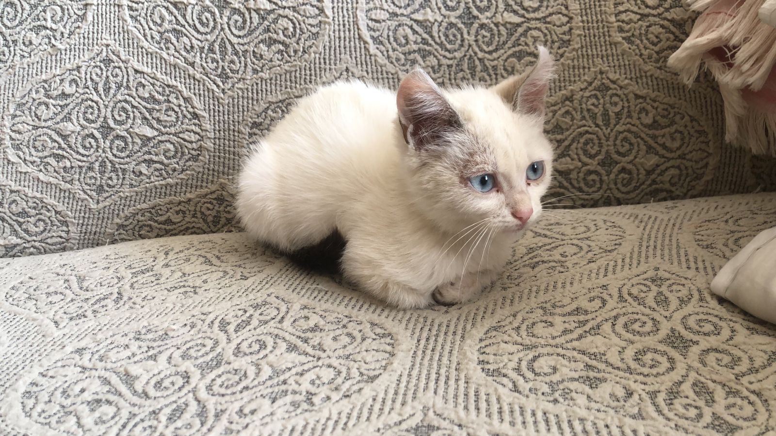 Котёнок бесплатно