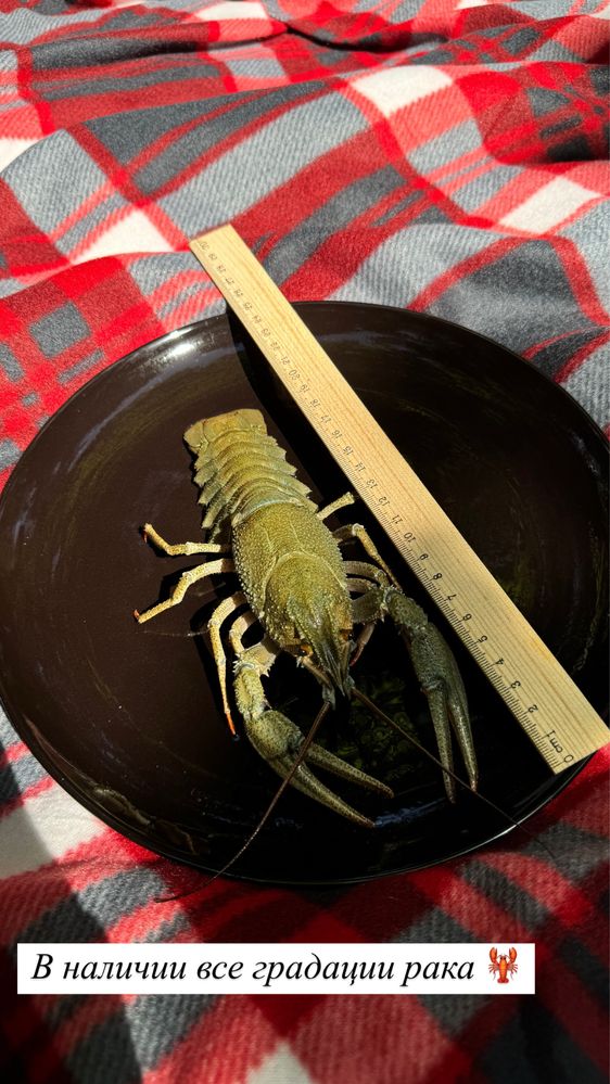 Жтвые раки! Размеры невероятные! Мясистые!