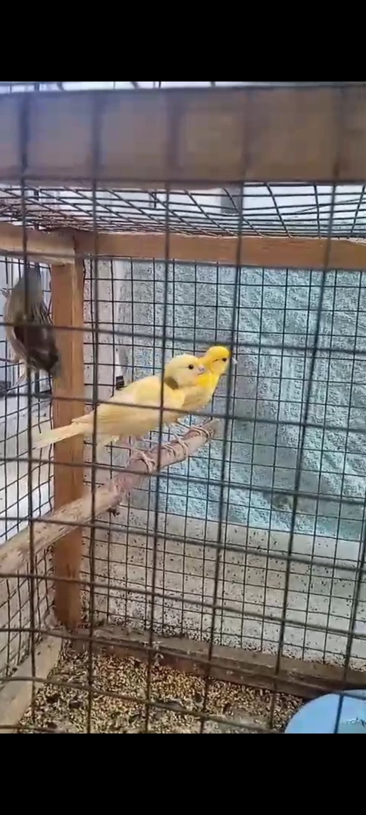 Канарейки домашний