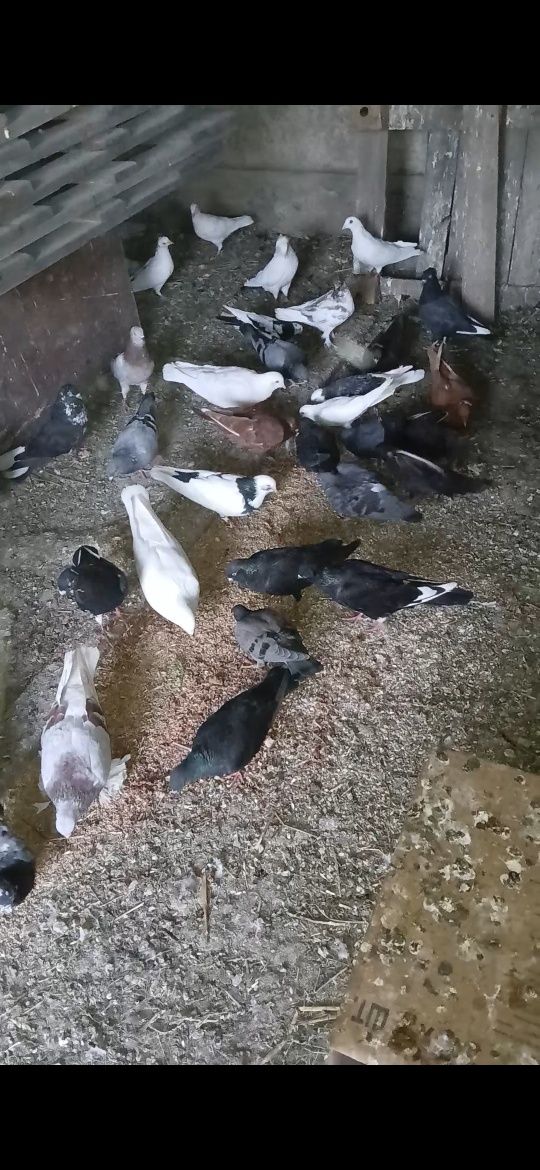 Продам Голубей разной масти