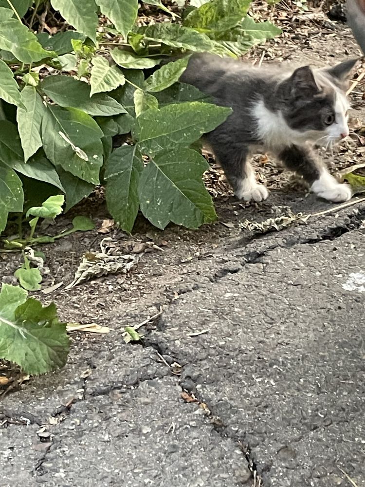 Котята ищут дом !