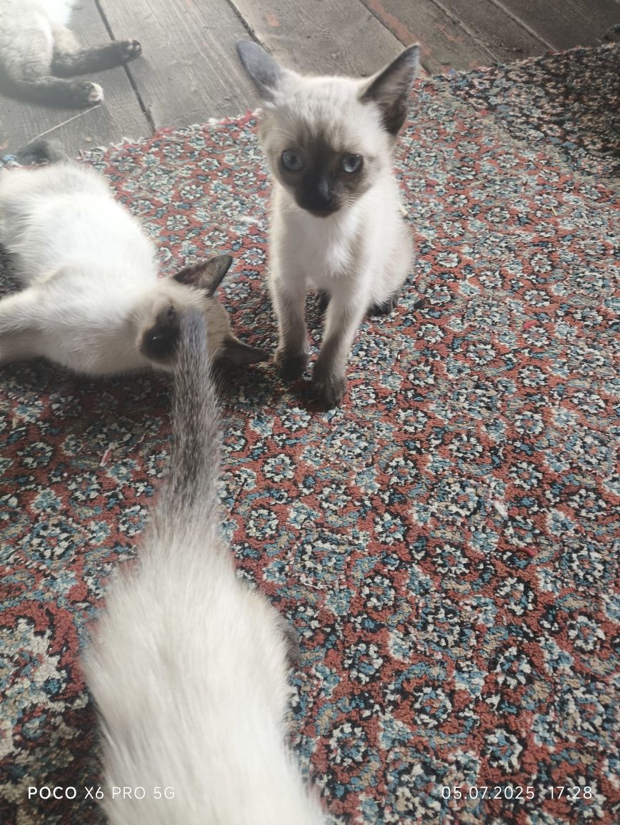 Отдам котят в хорошие руки
