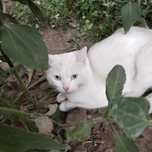Кот в надёжные руки