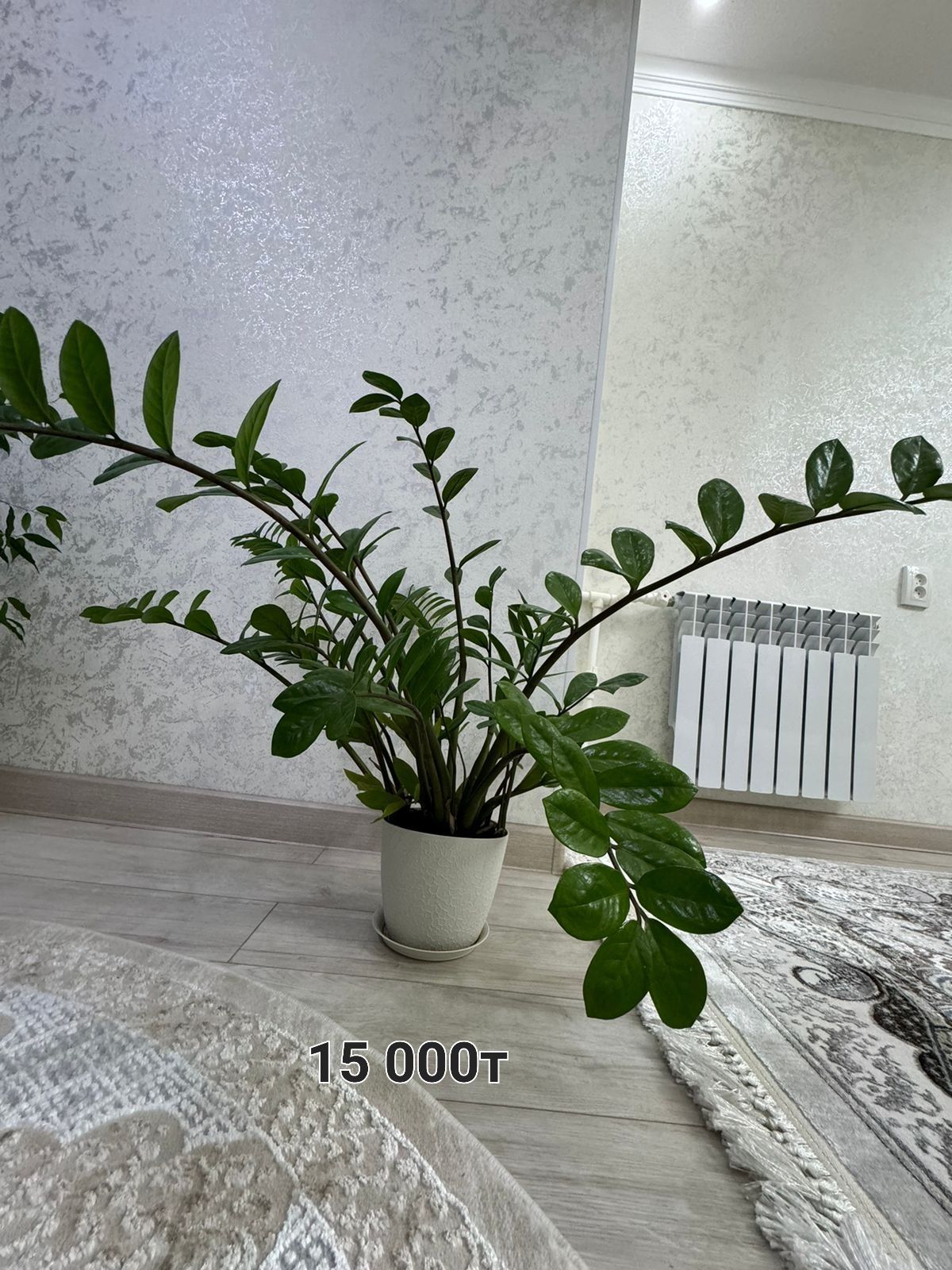 Продам цветы денежные дерева, фикус и т.д.