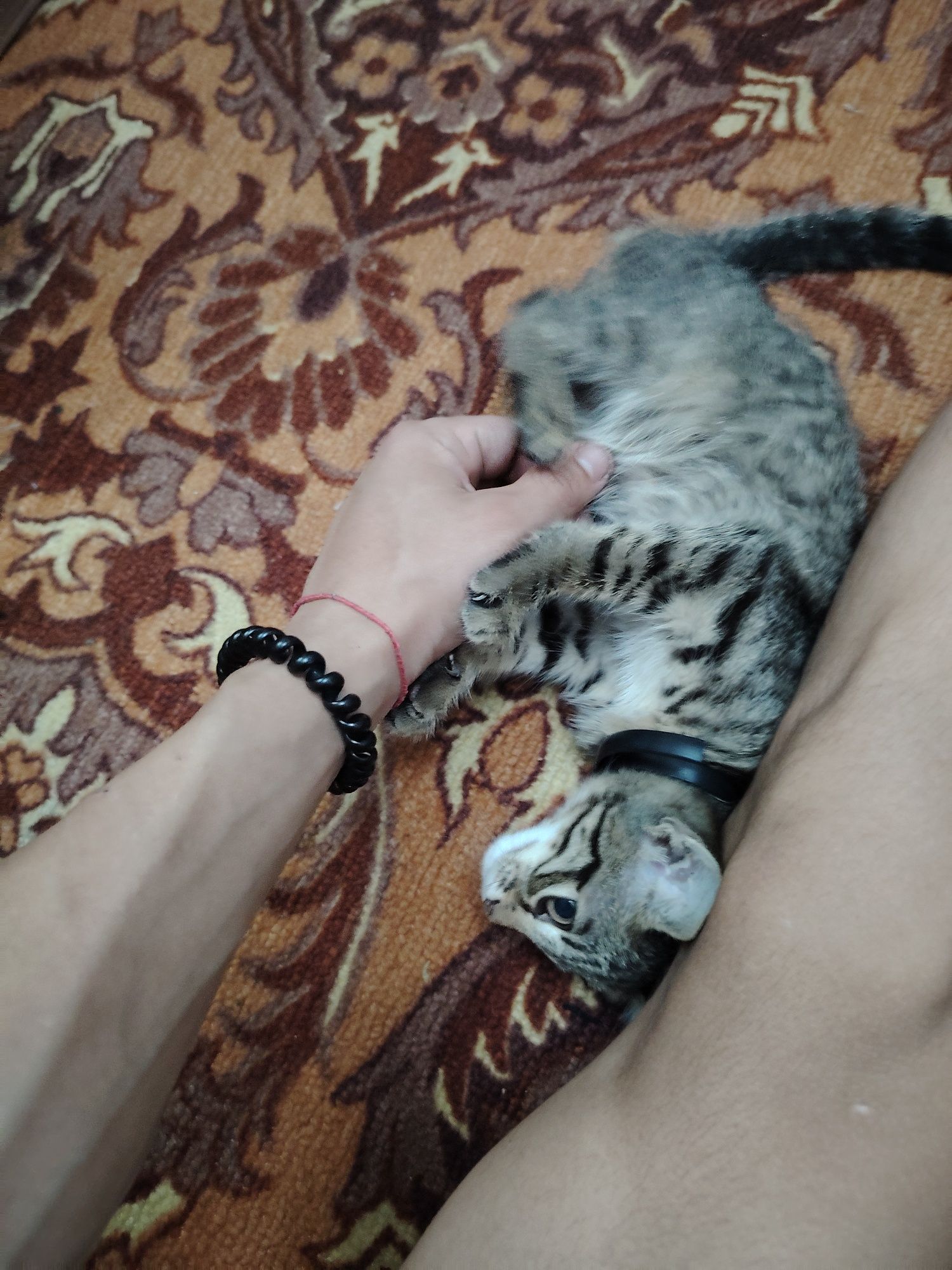 Отдам даром котят