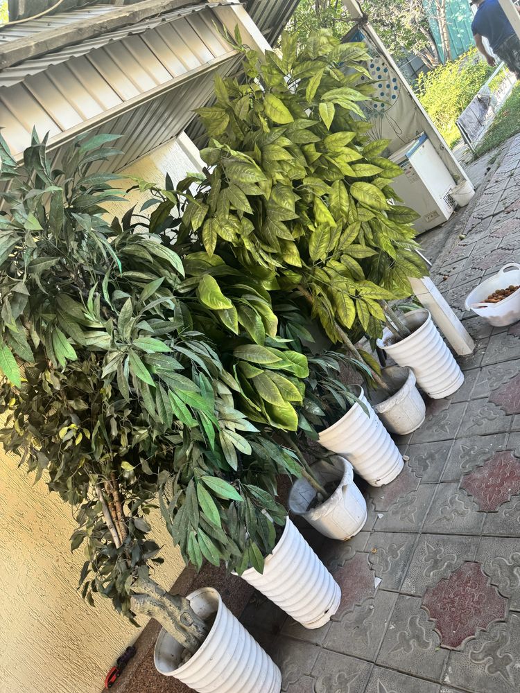 Декоративные деревья продам