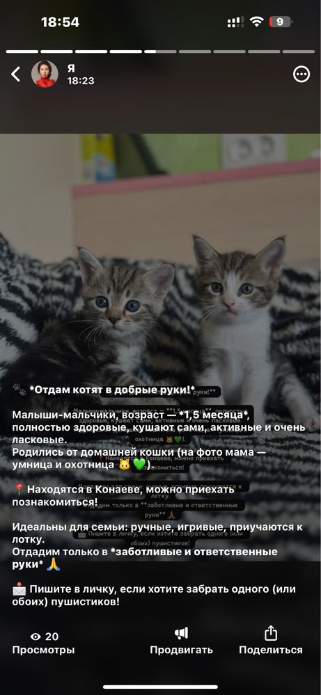 Отдам котят только в ответственные руки