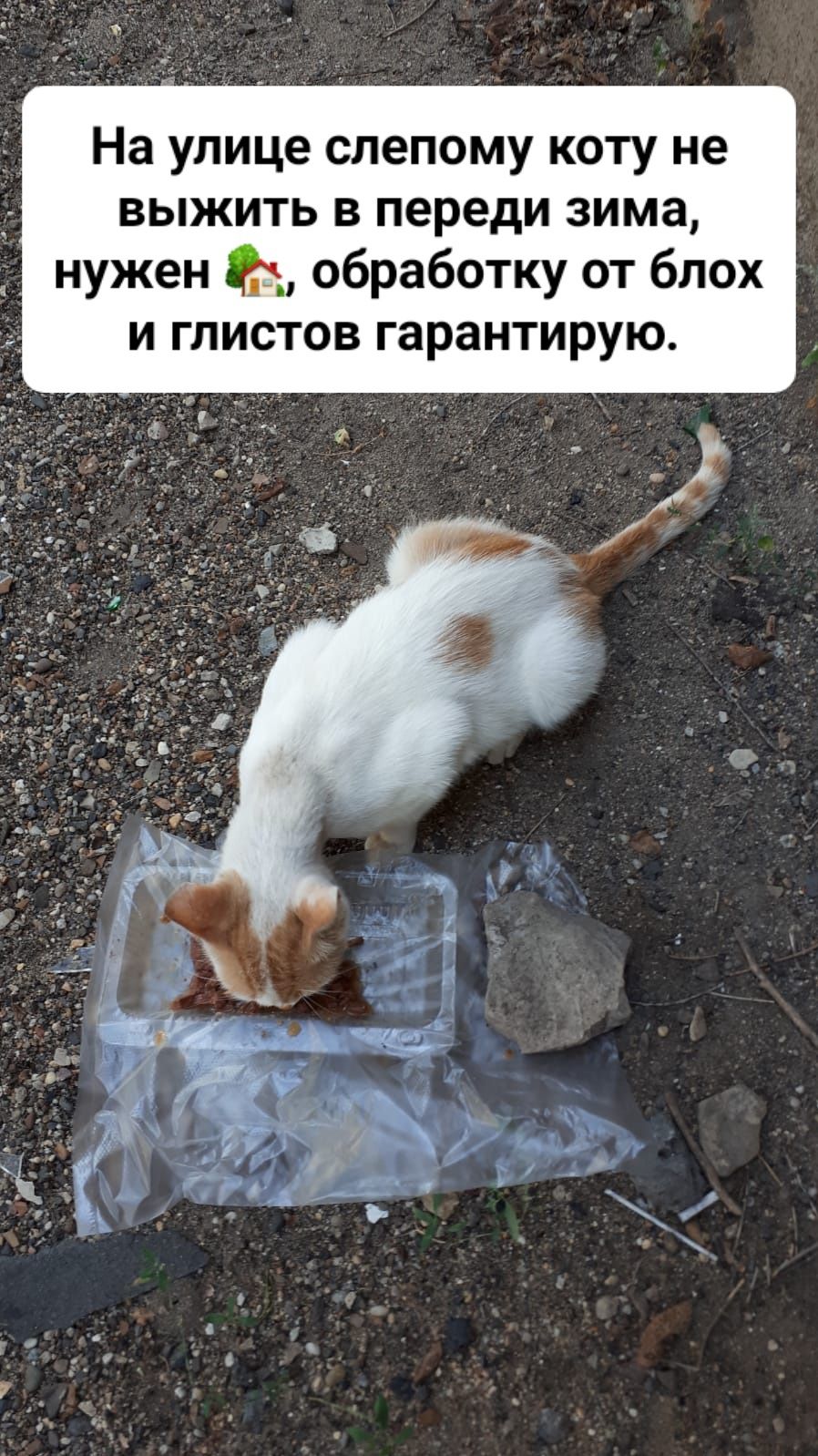 Кот мальчик в надежные руки.