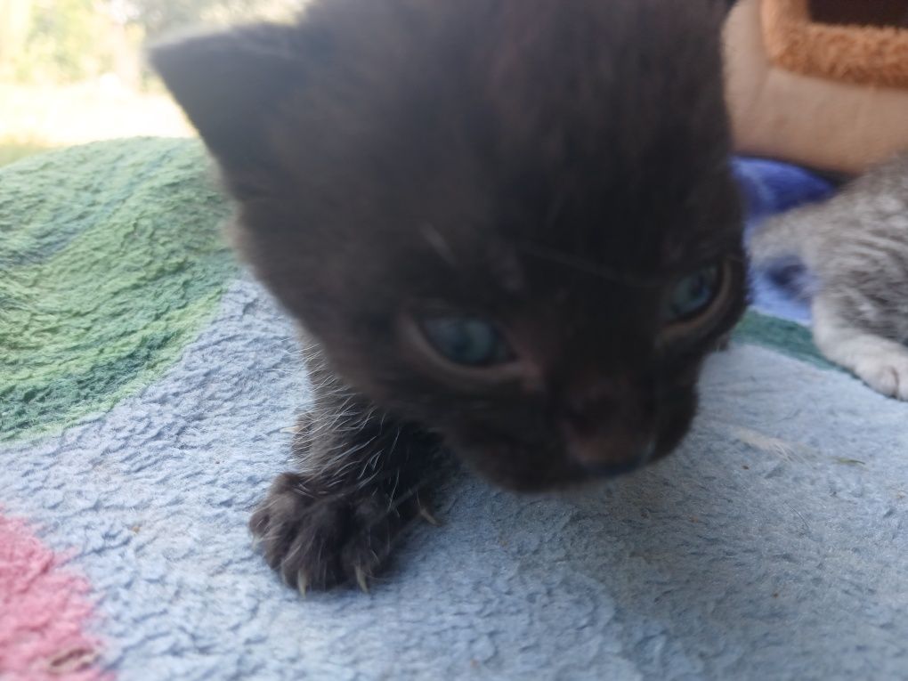 отдам котят 1 месяц