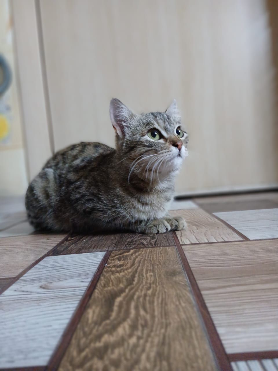 Отдам котенка в добрые руки, мальчика, 4 месяца
