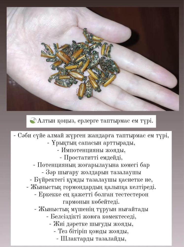 Алтын Коныз Майский жук
