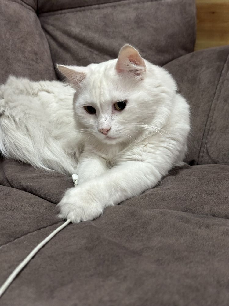 Отдаем котика в добрые руки, у ребенка аллергия, кастрат.