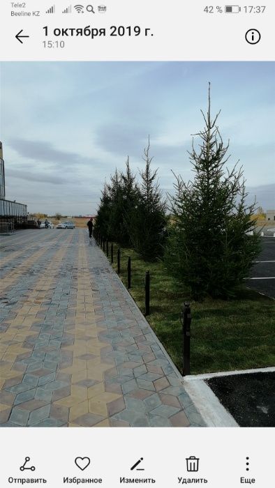 Рулонный газон ( 2 600) рулон от 1000 рулонов.