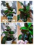 Срочно распрадаю комнатные растения
