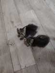 Отдам котят в хорошие руки