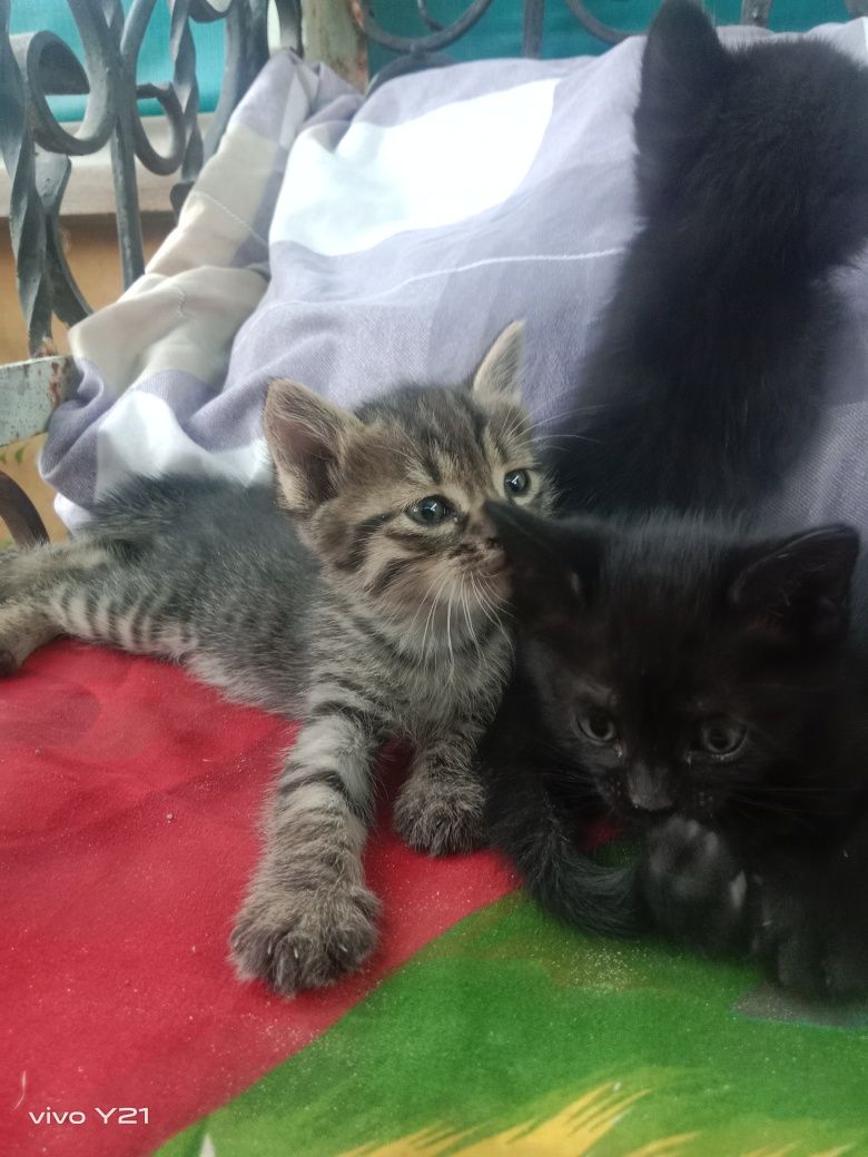 Отдам котят в добрые руки 2 мальчика 1 девочка