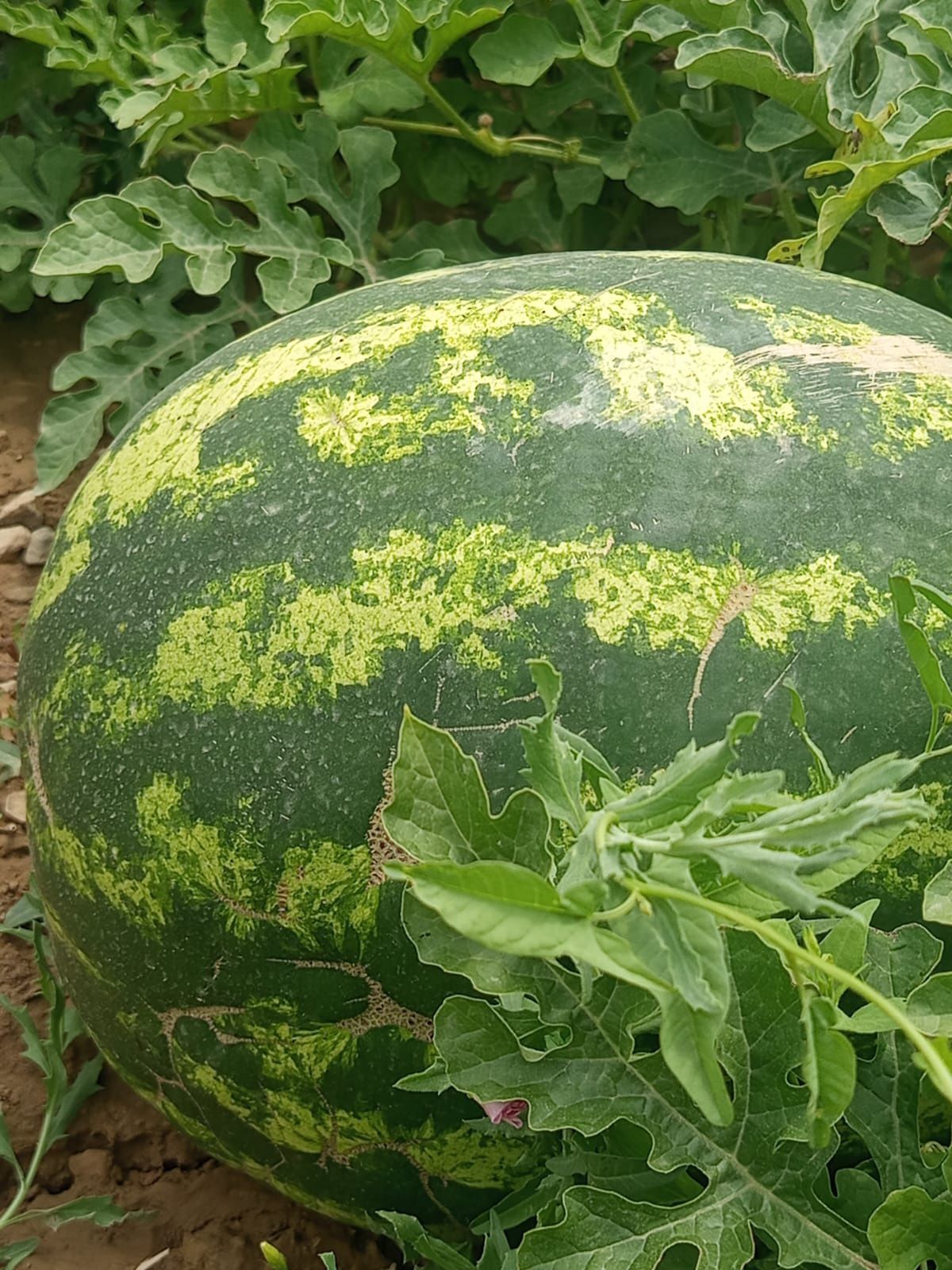 Продам арбузы и  дыни