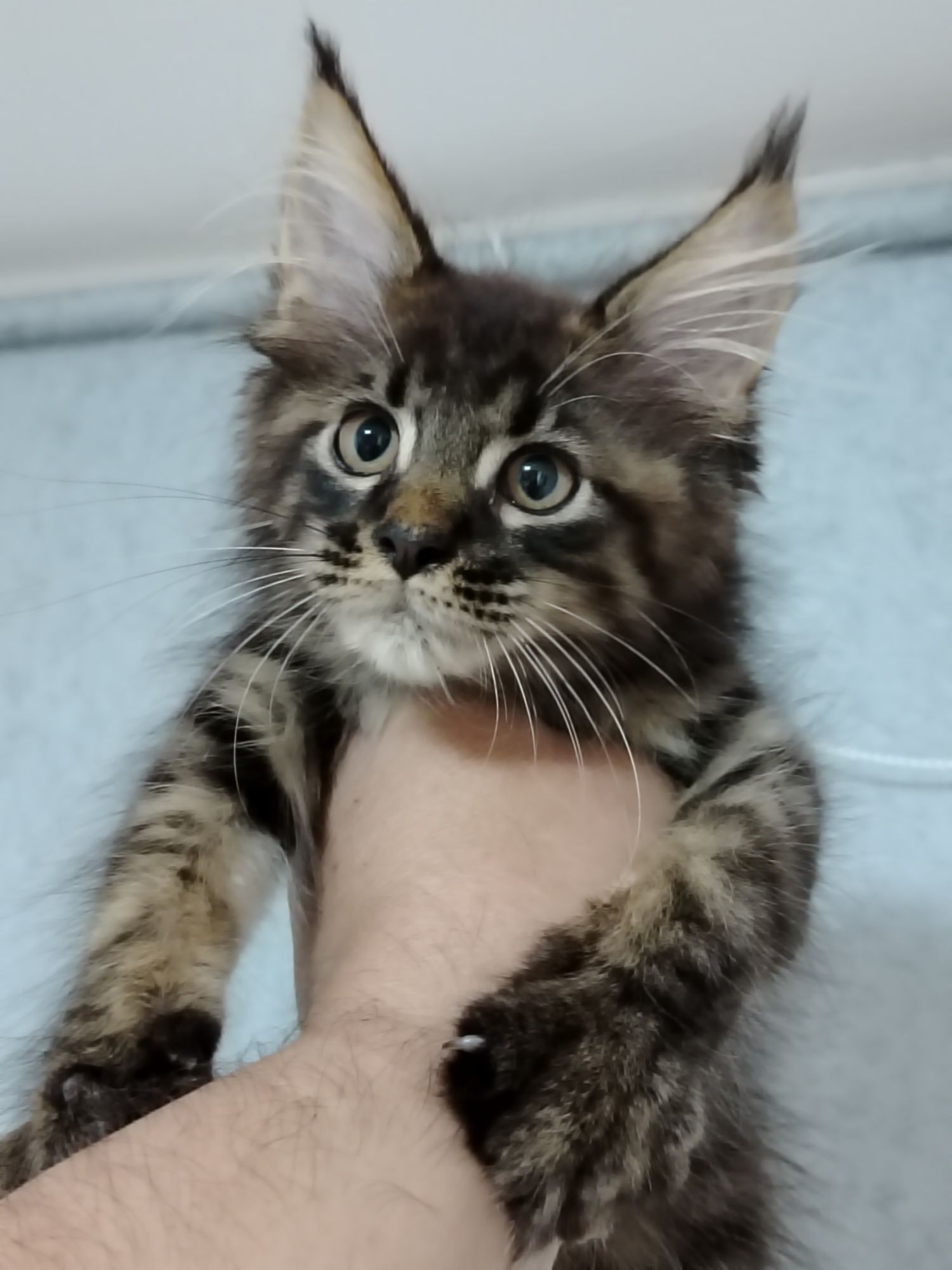 Котята из питомника
