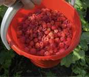 Продам малину свежая