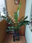 Продам замиокулькас