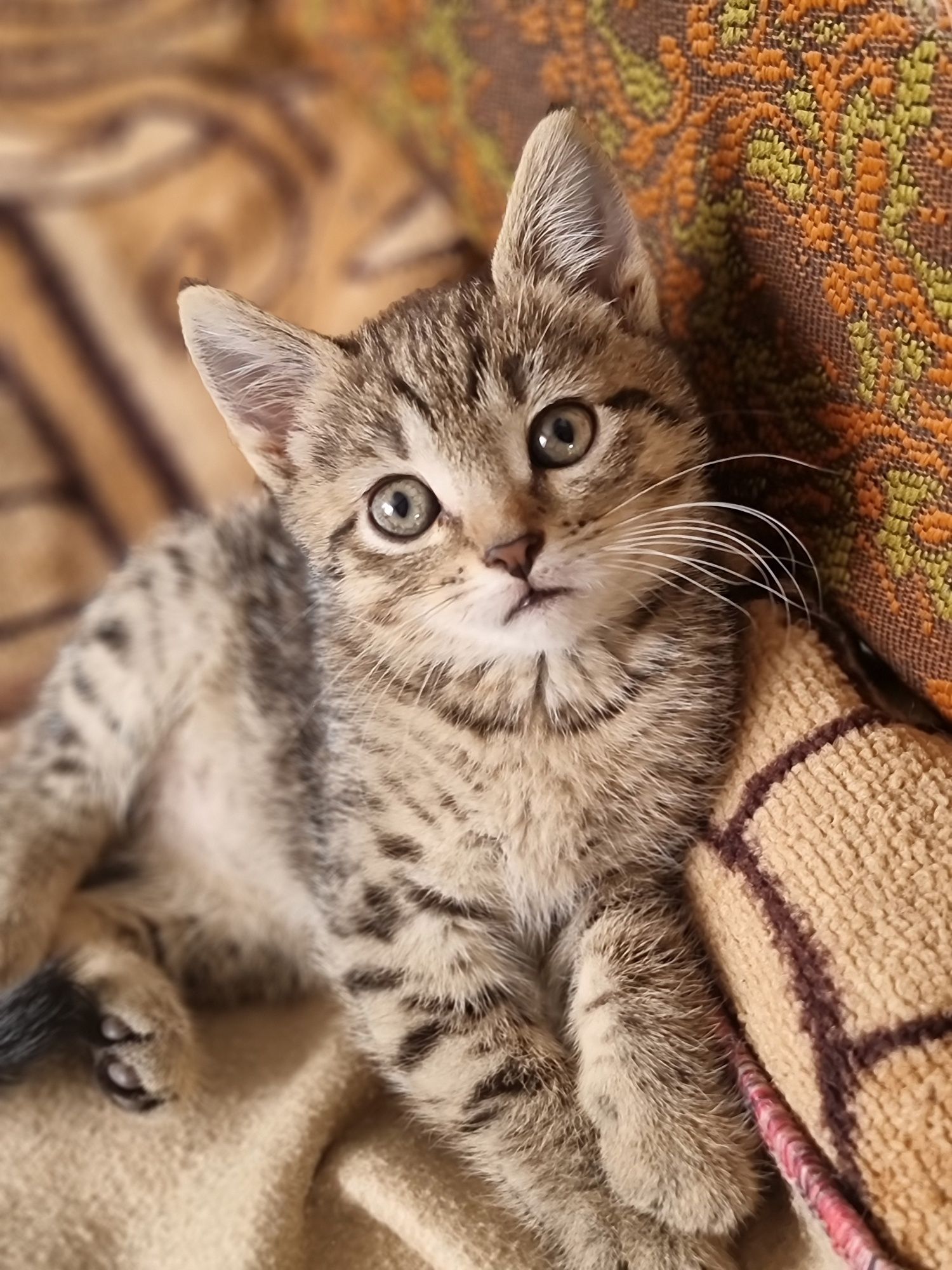 Отдам котят в добрые руки