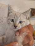 Котята бесплатно в хорошие руки