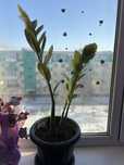 Продам Замиокулькас(Доллоровое дерево)