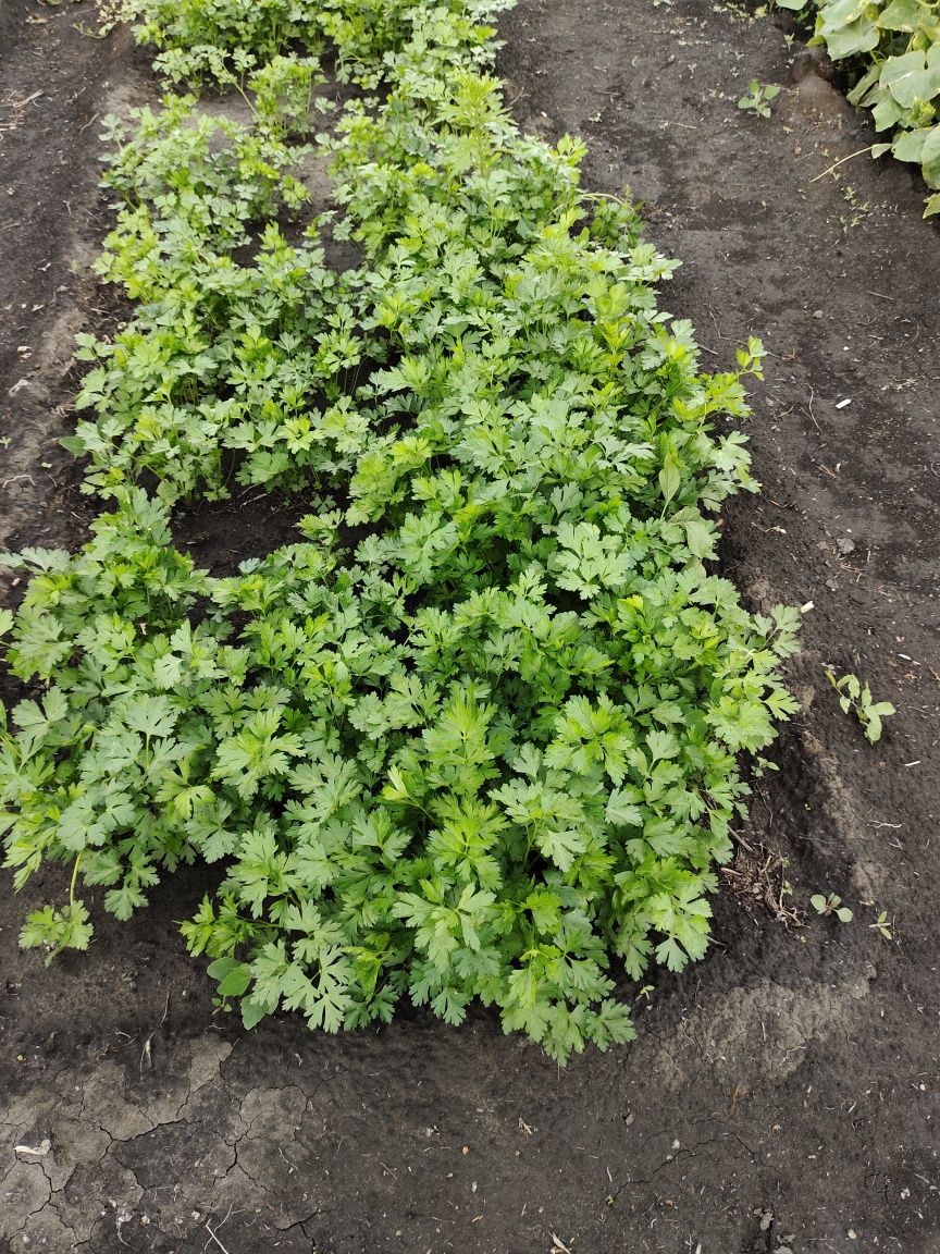 Продам дачу с/т Дружба 10 соток