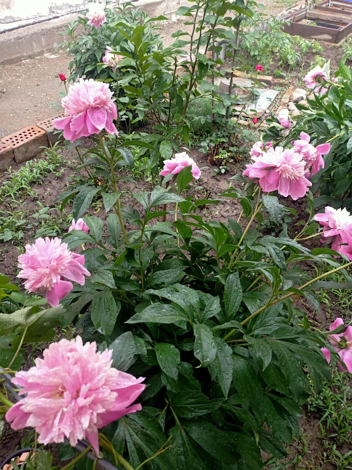 Продаём кустики цветов пиона .