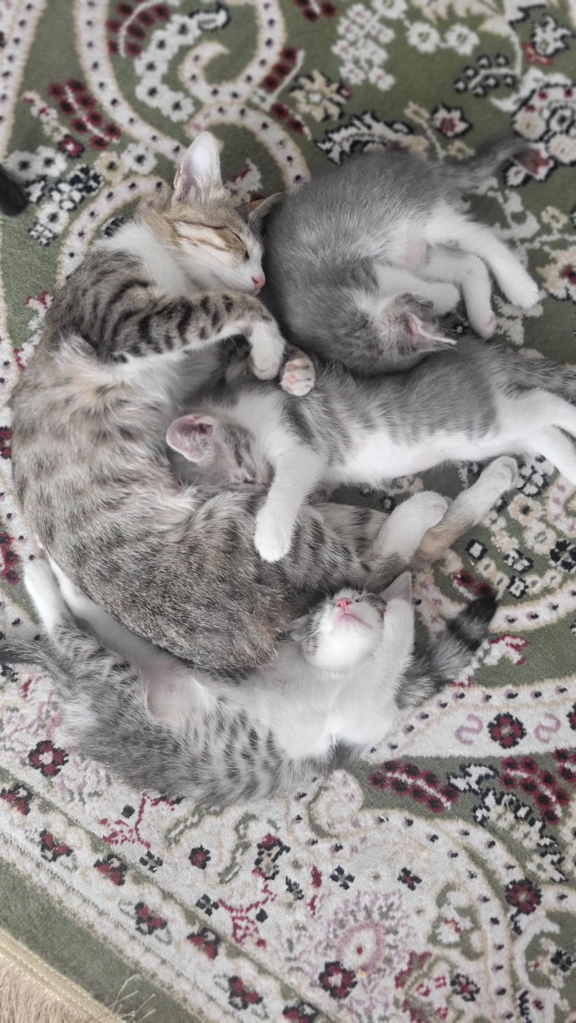 Котята ласковые и игривые в поиске дома