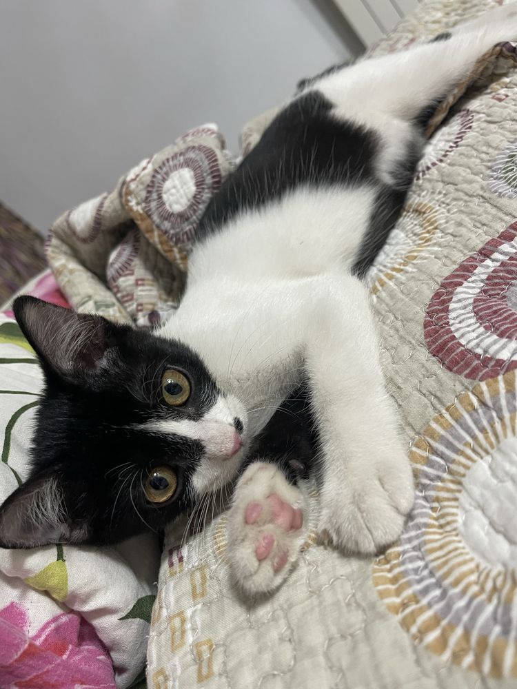 Мальчик котенок ищет семью