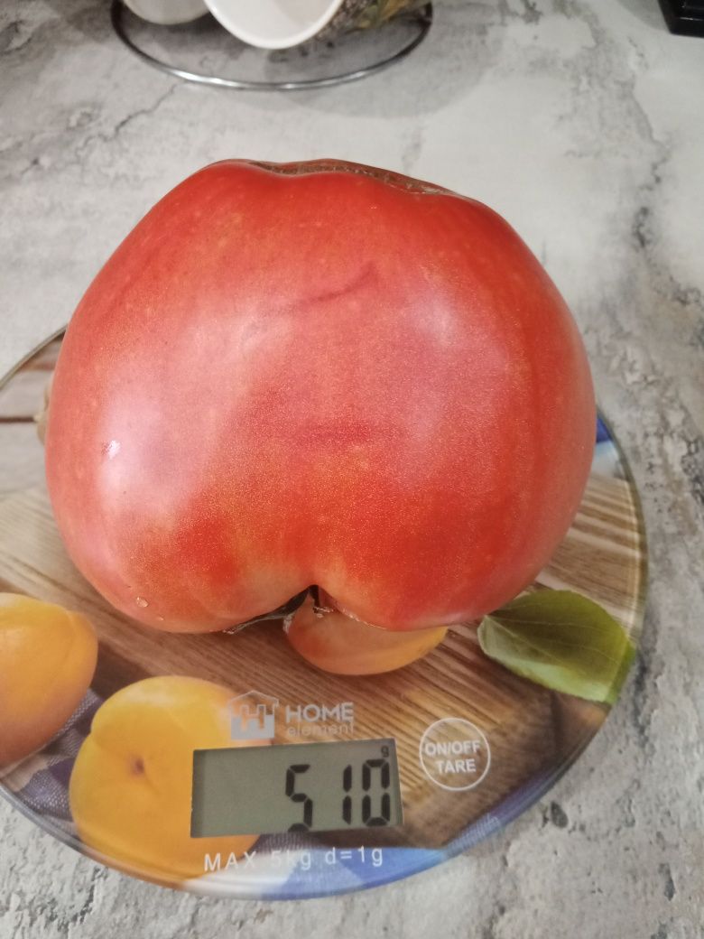 Продам домашние помидоры