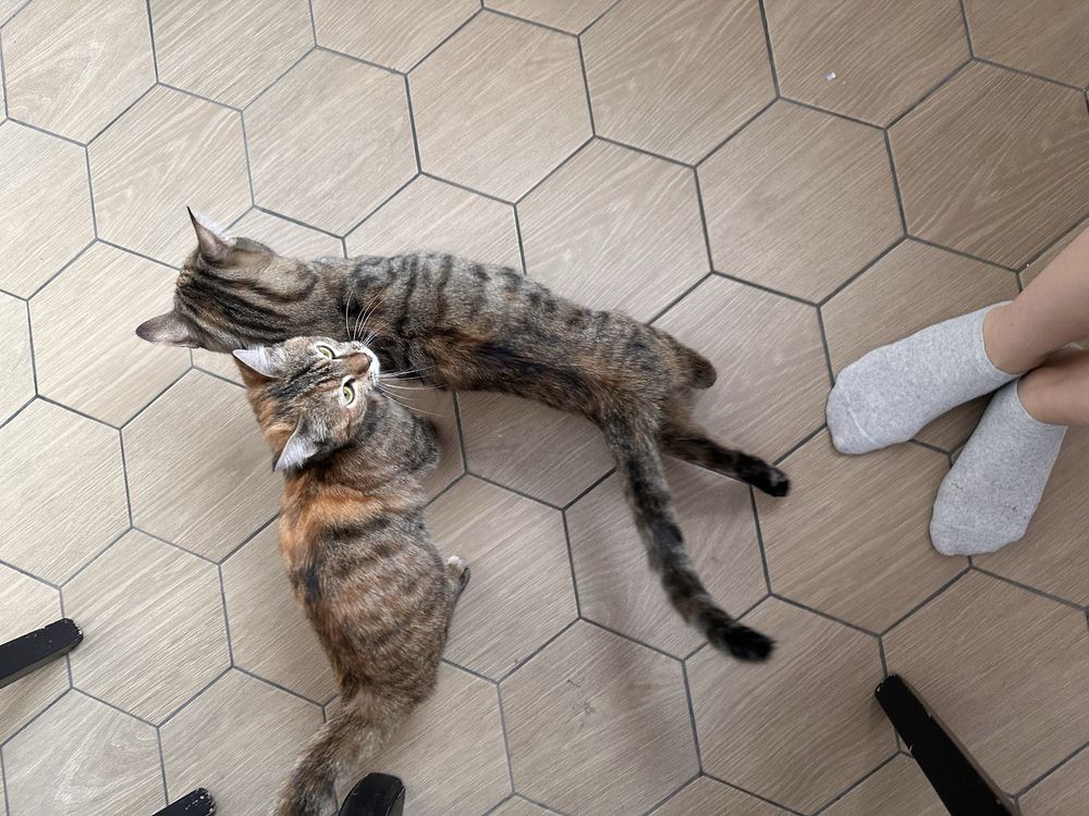 Отдам котят в ответственные руки