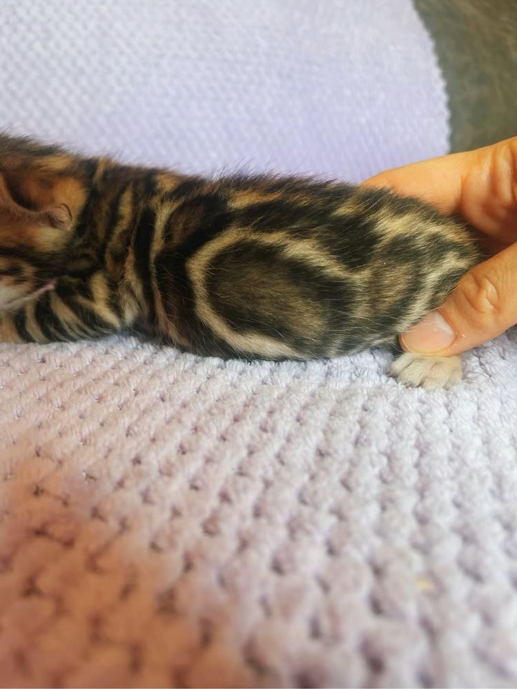 Котенок бенгал девочка