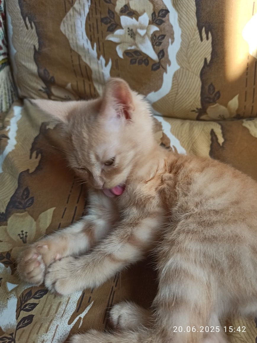Отдам даром котенка