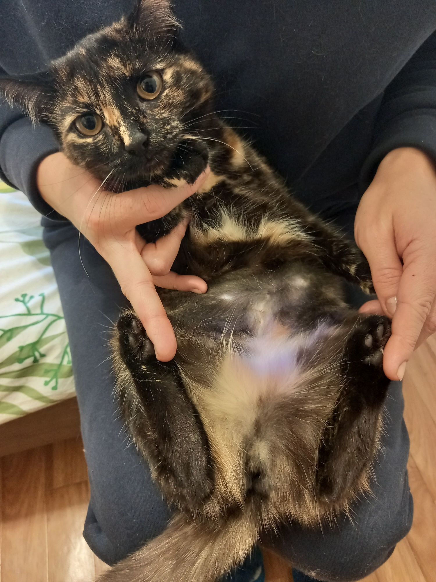 Стерелизованная кошечка Алиса .